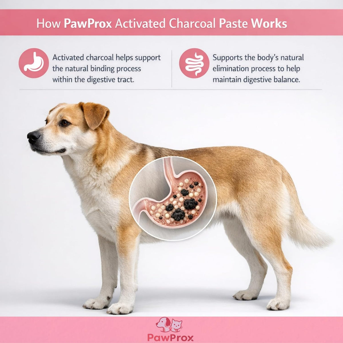 PawProx Activated Charcoal Paste